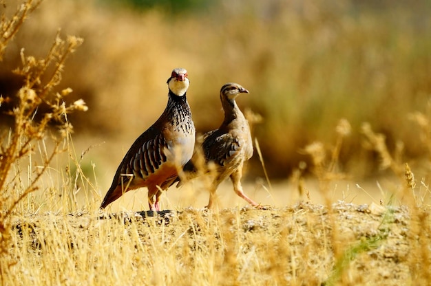 Das Rotbeinige Rebhuhn ist eine Art von Hühnervögeln aus der Familie der Phasianidae