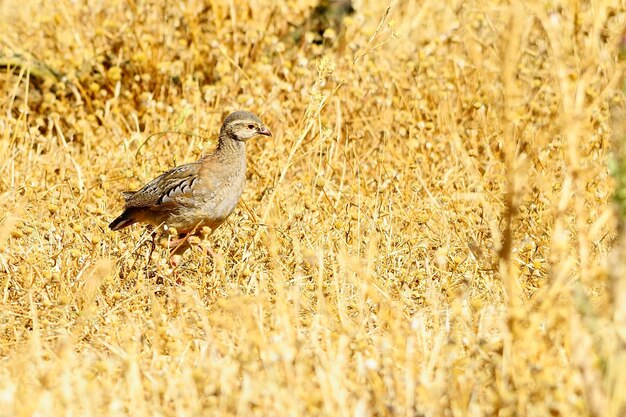 Das Rotbeinige Rebhuhn ist eine Art von Hühnervögeln aus der Familie der Phasianidae