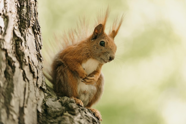 Das rote Eichhörnchen isst eine Nuss auf dem Ast des Baumes