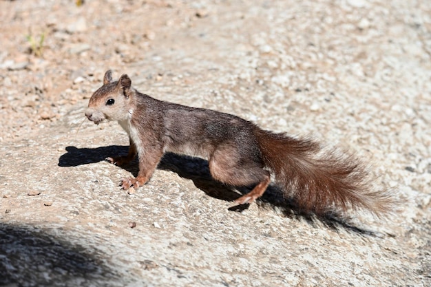 Das rote Eichhörnchen oder die gemeine Eichhörnchenart des sciuromorphen Nagetiers in der Familie der Sciuridae