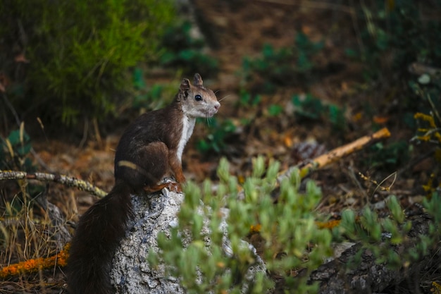 Das rote Eichhörnchen oder gewöhnliche Eichhörnchen ist eine Art von sciuromorphen Nagetieren aus der Familie der Sciuridae.