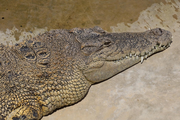 Das Salzkrokodil bleibt am Boden