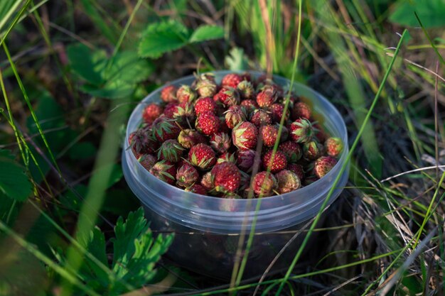 Das Sammeln von wilden Erdbeeren