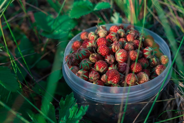 Foto das sammeln von wilden erdbeeren