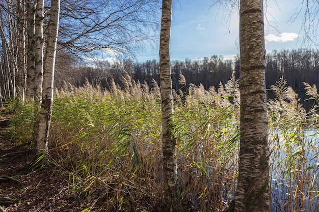 Das Schilf wächst am Ufer des Sees. Herbstlandschaft. Foto