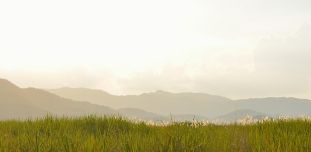 Foto das schilffeld hat berge und die abendsonne im hintergrund