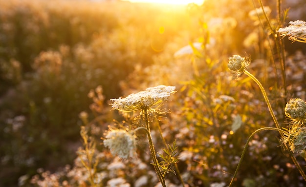 Das schöne Feld auf dem Sonnenuntergang und verschiedene Wildblumen davor