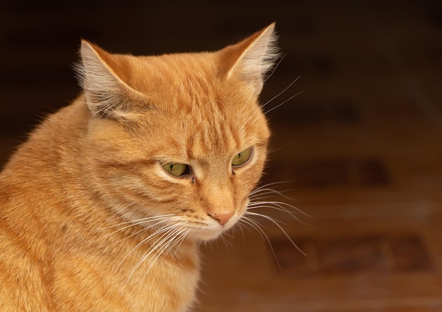 Das schöne Katzenporträt hautnah mit Kopierraum