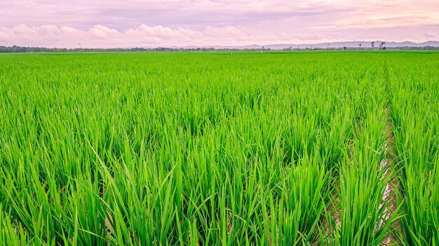 das schöne landwirtschaftliche grüne sämlingsreisfeld im sonnenuntergang