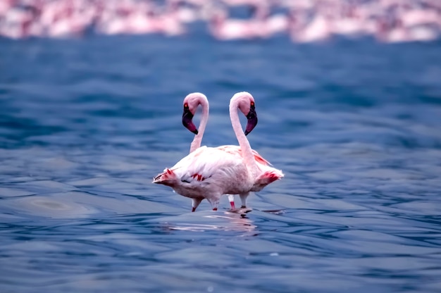 Das schöne Paar Flamingos am See Bogoria. Kenia. Afrika