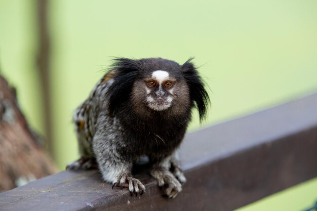 Foto das schwarz-tuft-marmoset oder sternmarmoset ist eine affenart aus der neuen welt.