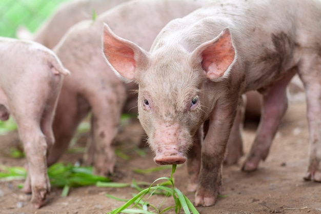 Das Schwein ist gerade auf einer Farm neugeboren worden.