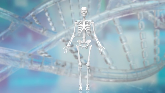 Das Skelett auf dna-Hintergrund für medizinisches oder sci-Konzept 3D-Rendering