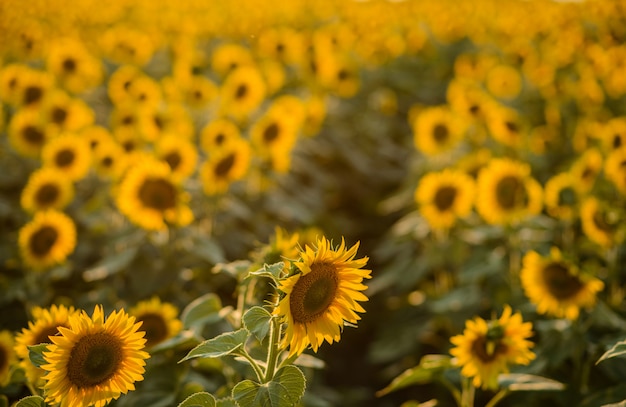 Das Sommerfeld der blühenden Sonnenblumen