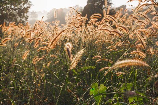 Das Sonnenlicht am frühen Morgen und die Blumen