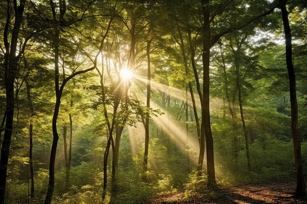 Das Sonnenlicht filtert durch die Blätter eines dichten Bambuswaldes