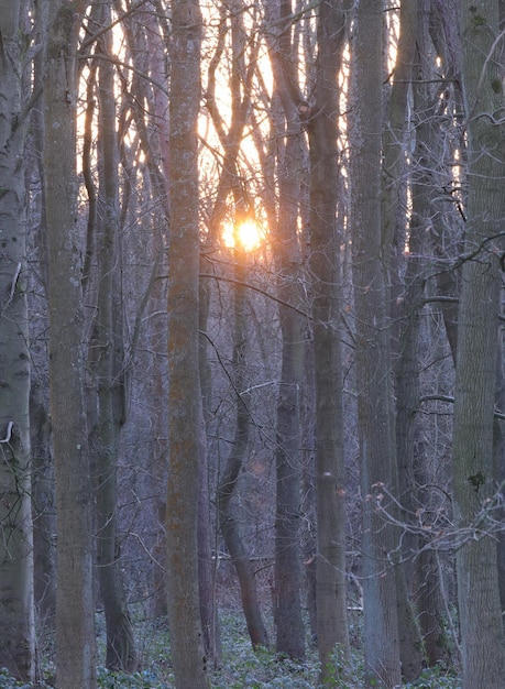 Das Sonnenlicht filtert durch ein nebliges Walddach