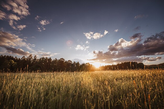 Foto das sonnenuntergangsfeld