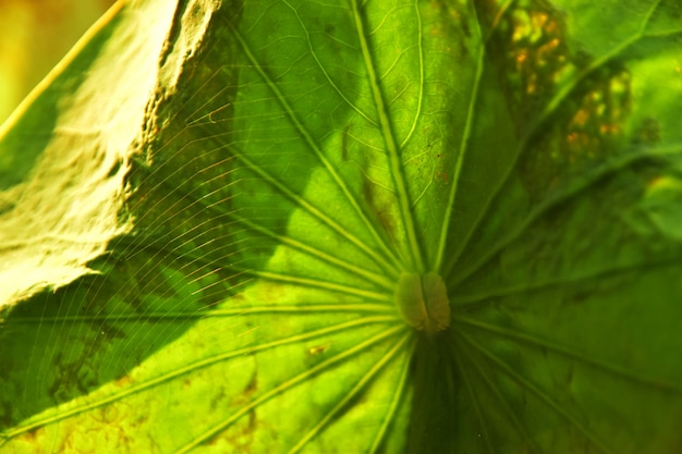 Das Spinnennetz auf dem Lotusblatt