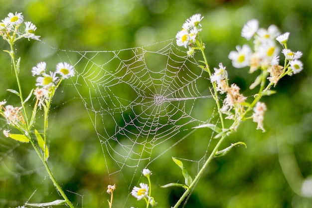 Das Spinnennetz gehört am Sommermorgen zu den weißen Blütenstielen im Wald