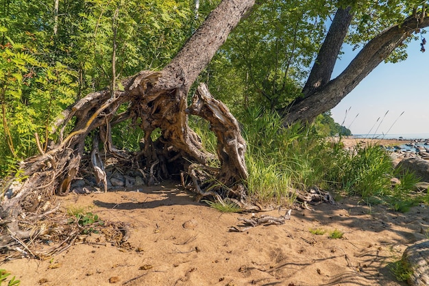 Das steinerne Ufer des Finnischen Meerbusens in der Nähe von ZelenogradSaint Petersburg