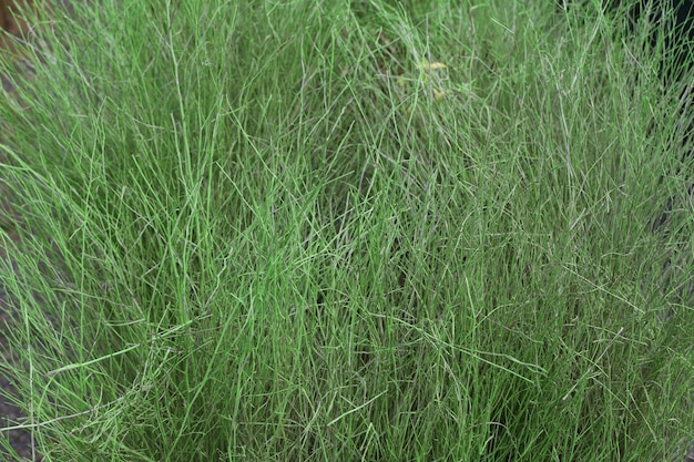 Das Stocktrockenholz ist für den Hintergrund grün