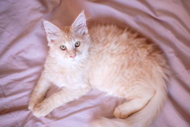 Das süße, flauschige Maine Coon-Kätzchen liegt zu Hause auf dem Bett