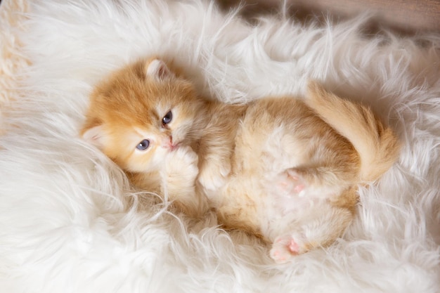 Das süße, lustige kleine Kätzchen schläft auf einer Pelzdecke auf dem Rücken liegend