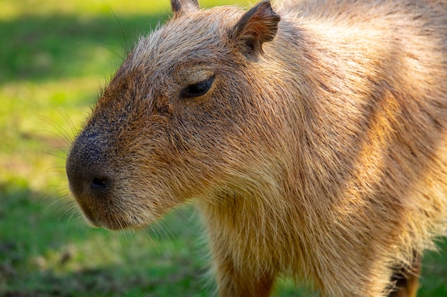 Das süße Wasserschwein auf dem Bauernhof frisst