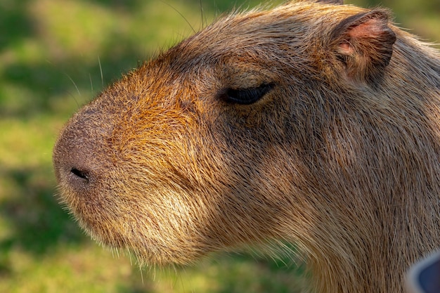 Das süße Wasserschwein auf dem Bauernhof frisst