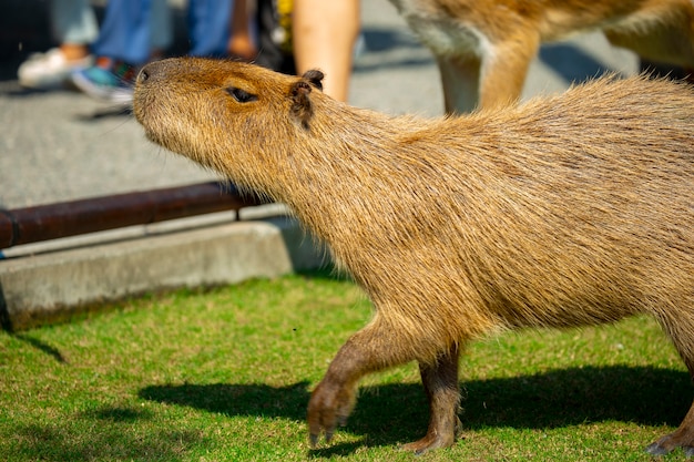 Das süße Wasserschwein auf dem Bauernhof frisst