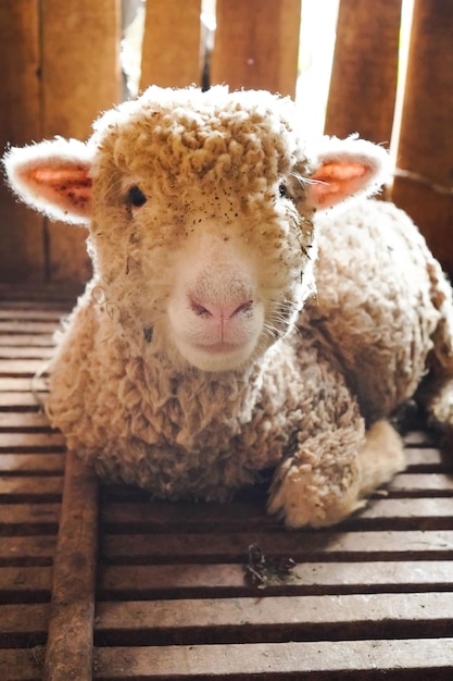 Foto das süße zottellamm steht im käfig