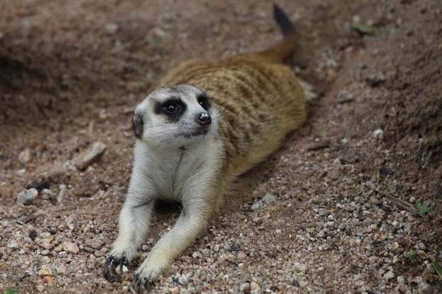 Das Suricata suricatta oder Erdmännchen setzt sich hin und ruht sich auf Sandboden aus