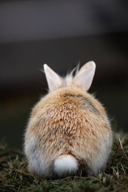 Das Symbol des chinesischen Neujahrs 2023 und Ostern, ein rotes Kaninchen, sitzt rückwärts im Gras, sein Schwanz und seine Ohren sind sichtbar