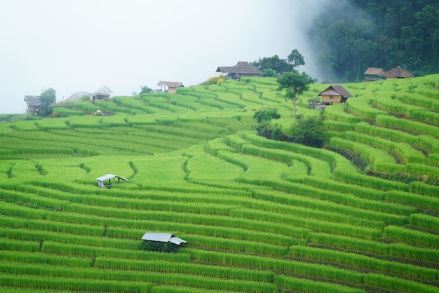 Das terrassenförmig angelegte Reisfeld in Bong Piang Dorf Chiang Mai, Thailand