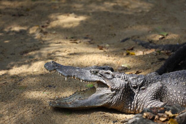 Das thailändische Krokodil ruht im Garten