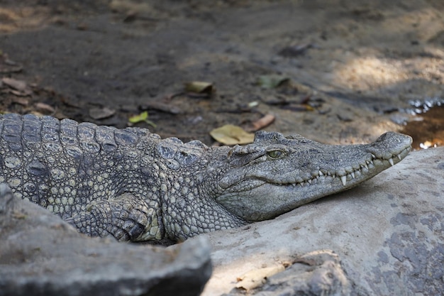 Das thailändische Krokodil ruht im Garten