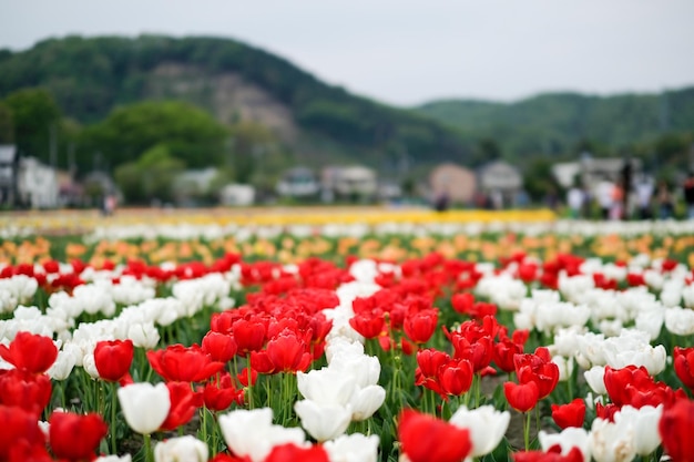 Das Tulpenfeld blüht gegen den Himmel