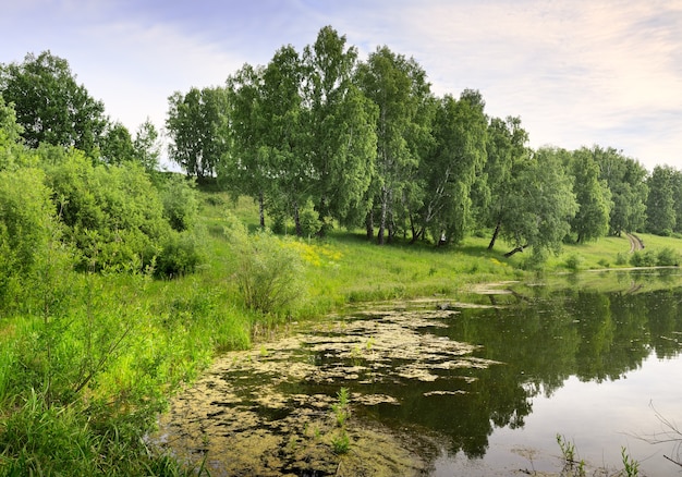 Das Ufer eines Waldsees Dickes Gras Reflexionen im Wasser grüne Birken