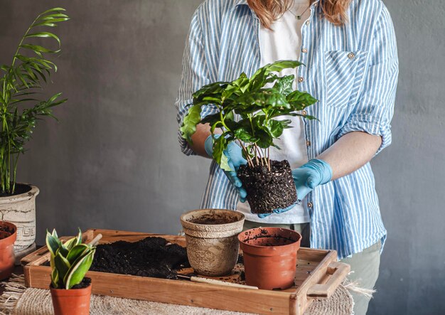 Das Umpflanzen einer Zimmerpflanze mit Kaffee in einen neuen Blumentopf fotografiert Hände, die Töpfe und Pflanzen halten