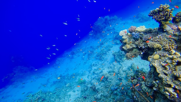 Das Unterwassergebiet des Roten Meeres, in dem tropische rote Fische in Fischschwärmen schwimmen