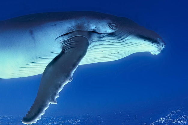 Foto das unterwasserprofil eines buckelwalen