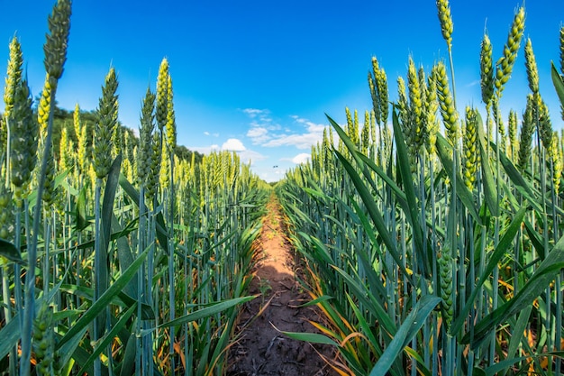 Das Versprechen der Natur Ein üppiges Feld mit jungem Weizen, bereit zu gedeihen