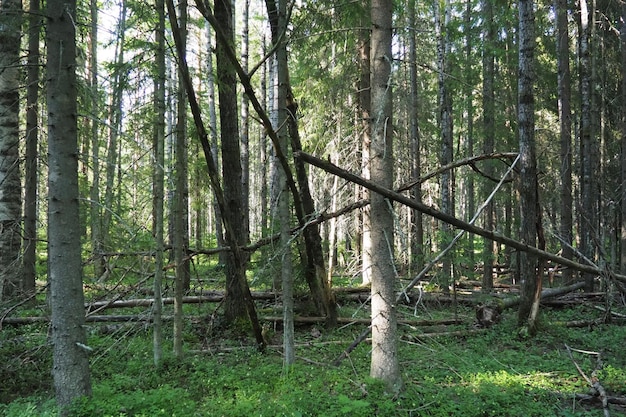 Das von Nadelwäldern dominierte Taiga-Biom ist die Gattung der immergrünen Nadelbäume der Picea-Fichte