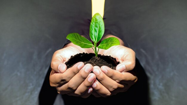 Das Wachstum feiert ein fesselndes Foto von Händen, die eine junge grüne Pflanze halten
