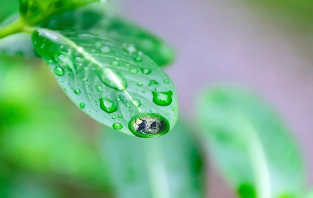 Das Wasser der Erde auf den grünen Blättern Ökologie und Umwelt der Erde