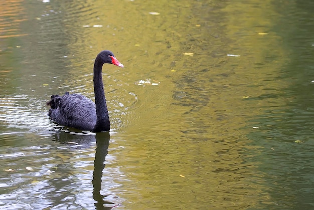 Das Wasser ist grün