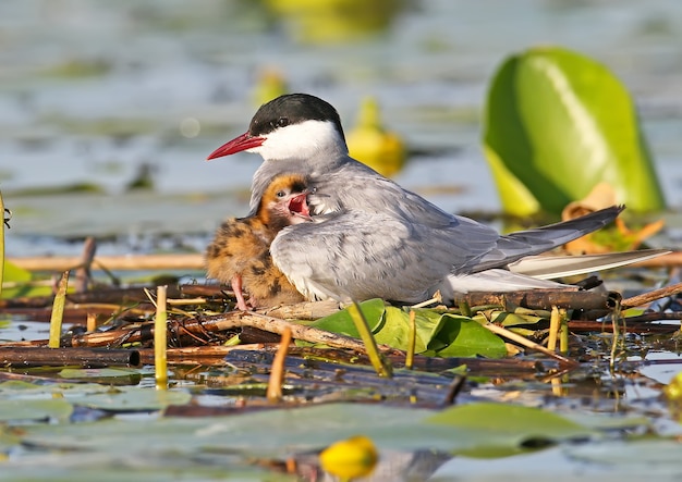 Das Weibchen der Seeschwalben mit Küken