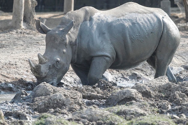 Das weiße Nashorn ist Säugetier und Tierwelt im Garten