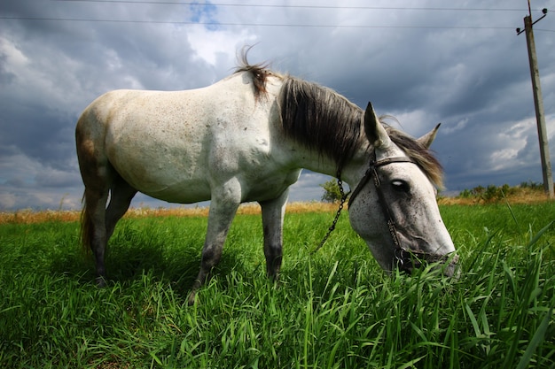 Das weiße Pferd weidet im Gras